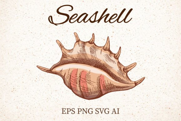 Vintage Seashell Clipart Illustration Guide